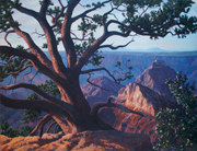 North Rim Tree